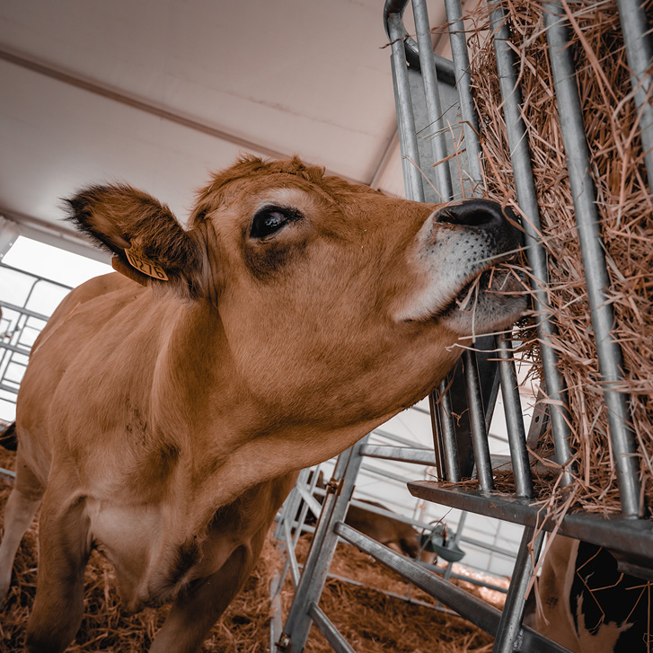 La Foire de Châlons, 2ᵉ rendez-vous agricole de France !