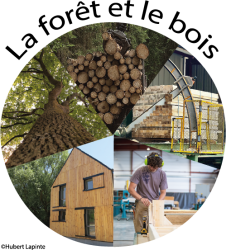 logo bois